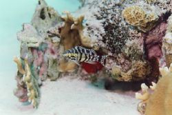 Harlequin Bass by Jacques Miller 